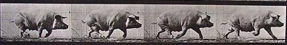 Four black-and-white images, arranged sequentially from left to right, of a female pig trotting.